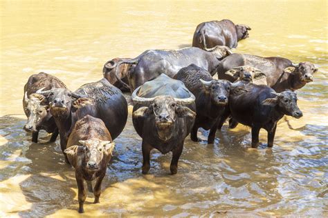 11 Wild Wetland Animals