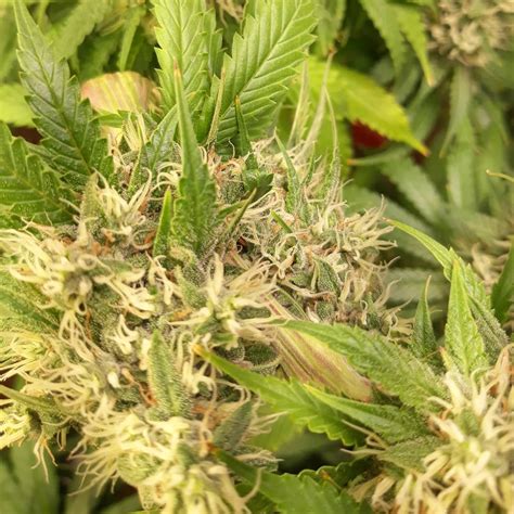 Vanilla Frosting Strain Info / Vanilla Frosting Weed By Tastebudz ...