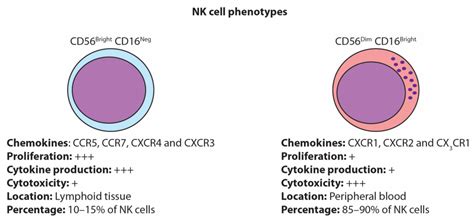 Targeting NK Cells to Enhance Melanoma Response to Immunotherapies