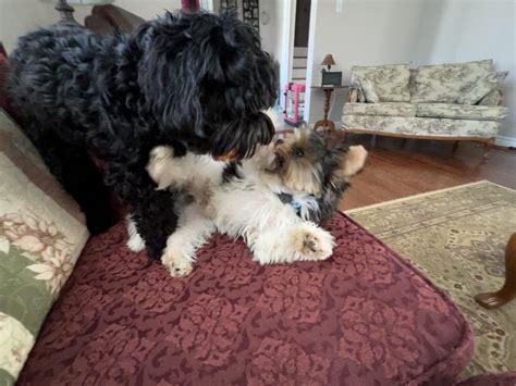 Image result for Cavapoo Play