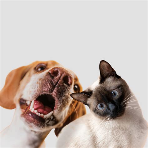 Jornal da Franca - Cachorro ou gato, qual dos dois é o mais inteligente? Descubra agora ...