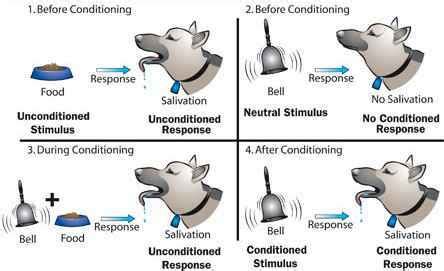 Image result for Second Order Pavlovian Conditioning Examples