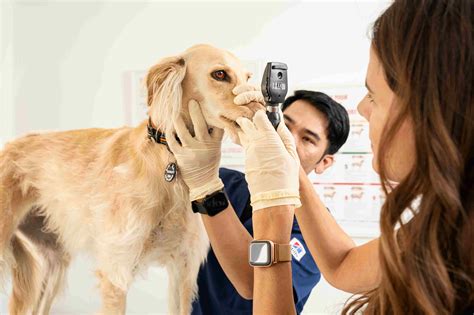 Veterinarians: Meaning, Types, and Specializations