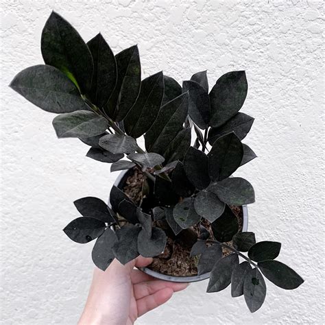 OBG OurBalconyGarden BLACK ZZ - Zamioculcas zamiifolia Raven OBGP298 ...