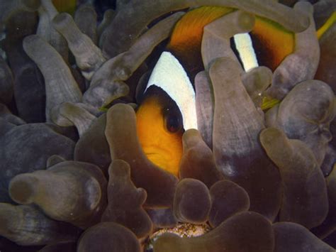 Image result for Poisson Clown