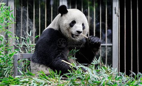 熊猫吃竹子高清图片下载-正版图片501174434-摄图网