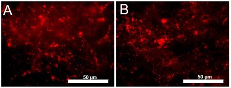 Nanomaterials | Special Issue : Nanodiamond Applications: From ...