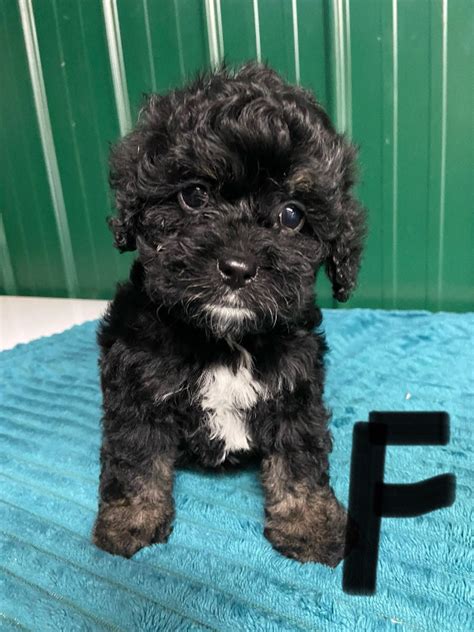 Image result for Cockapoo Dogs for Rehoming