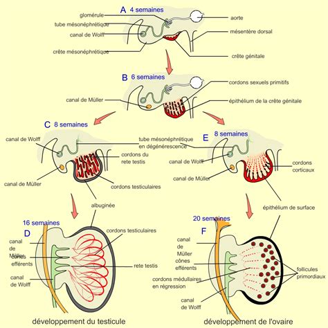 Processus De Reproduction Chez L'homme
