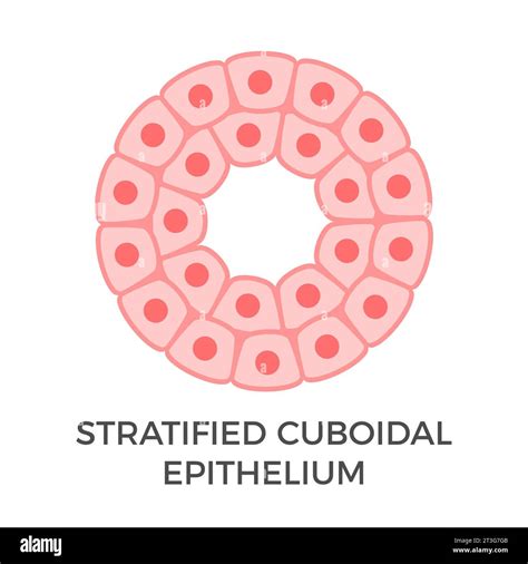 Stratified cuboidal epithelium. Epithelial tissue types. Multiple ...