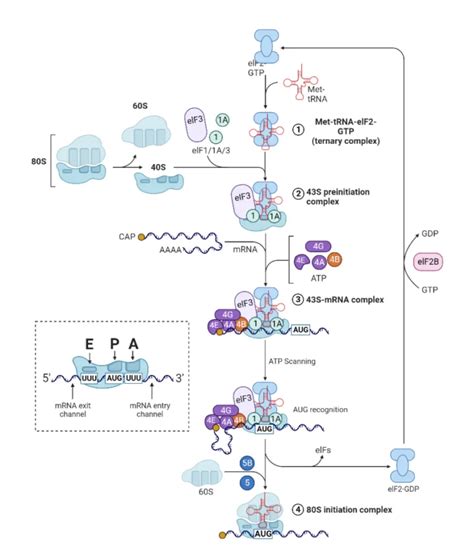 Image result for Protein Synthesis Process Steps