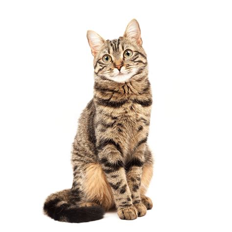 Domestic Shorthair Mix KC Animal ID: 57368861 Species: Cat Breed: