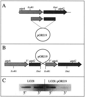 Image result for ATH Operon Positive Control