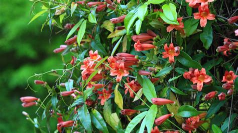 17 Fast-Growing Flowering Vines Across Zones