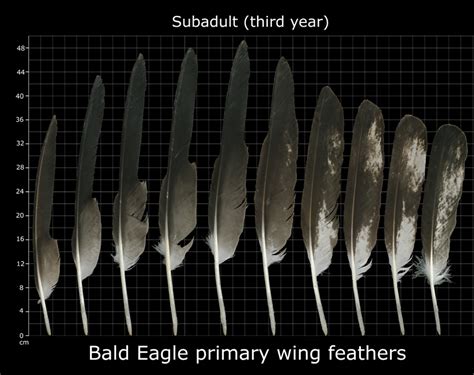 The Feather Atlas - Feather Identification and Scans - U.S. Fish and ...
