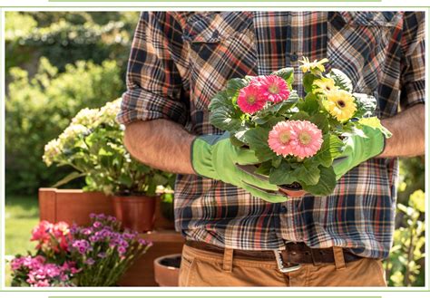 Gerbera Daisy Care Guide: Growing Information, Tips and Meaning ...