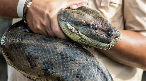 What Is The Largest Snake Found at Leo Coughlan blog