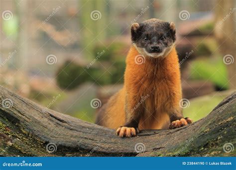 Yellow-throated marten stock photo. Image of gaze, flavigula - 23844190