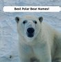 Image result for Cute Polar Bear Names