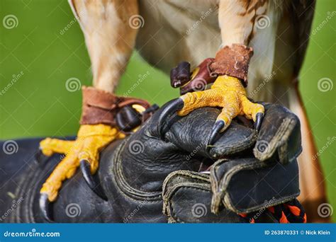 Intense and Sharp Claws on Broad-winged Hawk Resting on Leather Glove ...