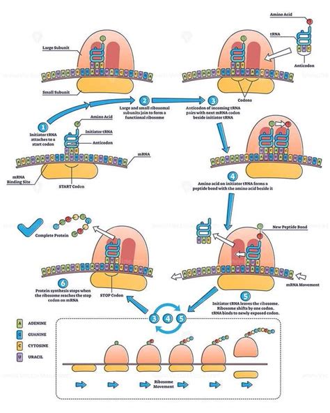 RNA 的图像结果