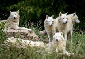 Image result for Dream Wolves