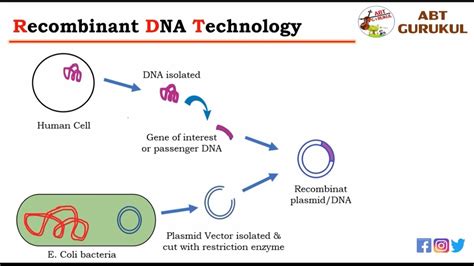 Recombinant DNA Technology Class 12 的图像结果