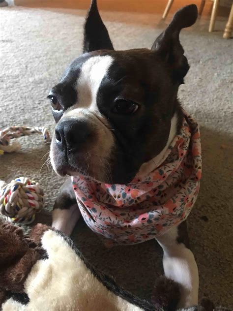 My Dog Retching, Vomiting White Foam, Acts Normal? What To Do? | Petco