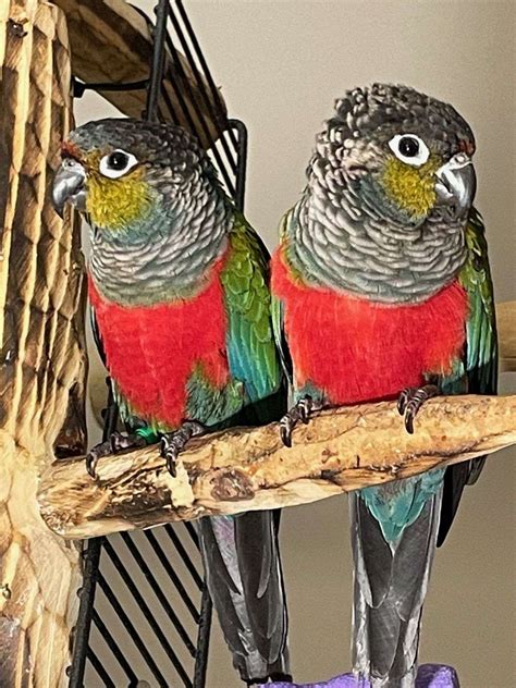 Beautiful Pair of Crimson Bellied Conures for sale