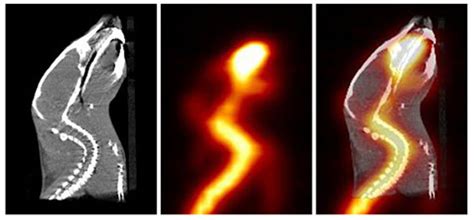 Applications in Health Science - Part 5: PHO303