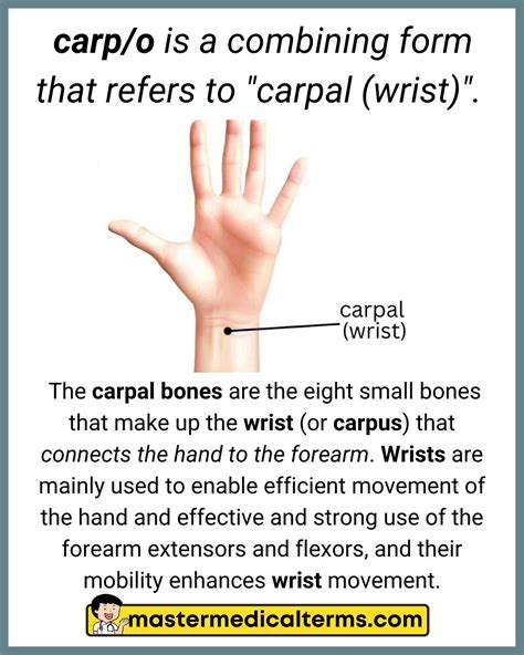 Common Word Roots for Skeletal System - Master Medical Terms