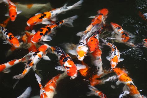 Image result for Fish Group Graph