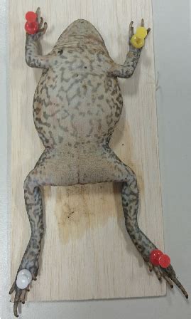 Toad Dissection Tutorial 的图像结果