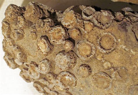 This is a fossil of an extinct order of solitary and colonial corals ...