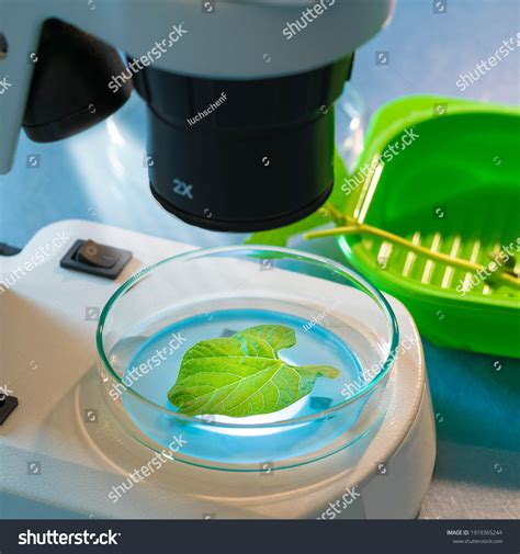 Genetically Modified 的图像结果