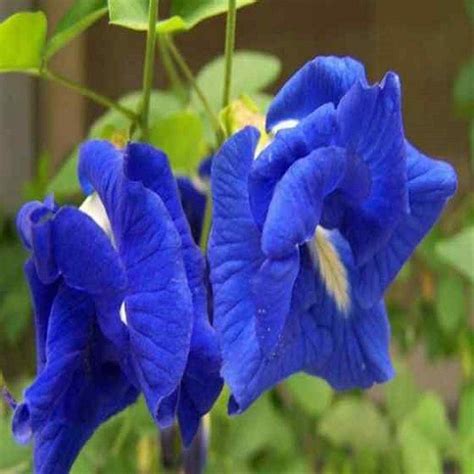SENECIO Blue Double Flower Aparajita/Butterfly Pea/Clitoria Ternatea ...