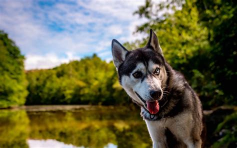 Download wallpaper 3840x2400 husky, dog, pet, shore, heterochromia 4k ...