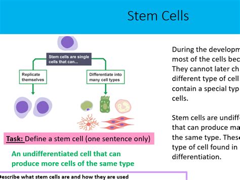 Stem Cells Free Science Lessons 的图像结果