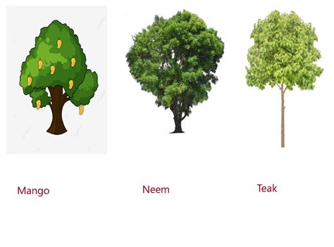 Image result for Class 2 Science Plant