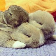 Image result for Cute Sleeping Baby Bunnies