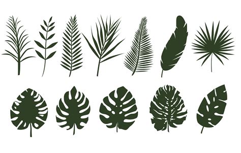 Monochrome leaves of different tropical plants 1233783 Vector Art at Vecteezy