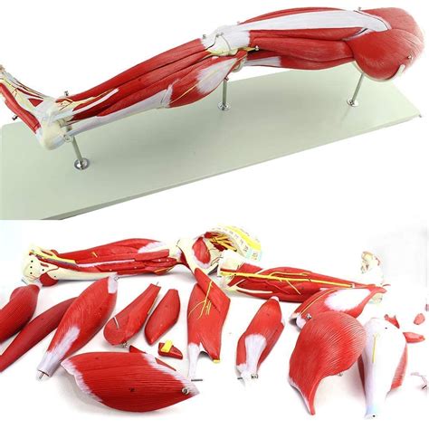 Image result for Leg Muscle Anatomy Model