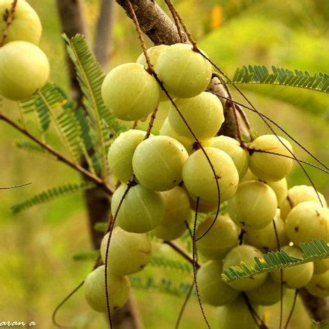 How to Cultivate an Amla Tree with Kadiyam Nursery — Mahindra Nursery
