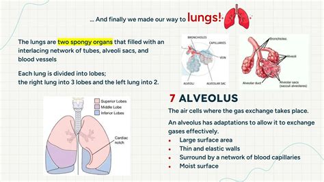 Adaptations Of Lungs