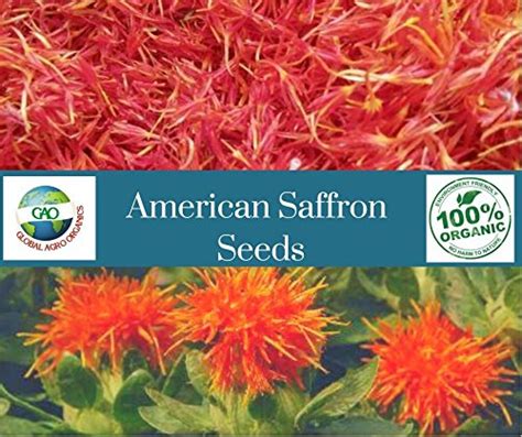 Global Agro Organics Pure American Safron Seeds - 250gm : Amazon.in ...