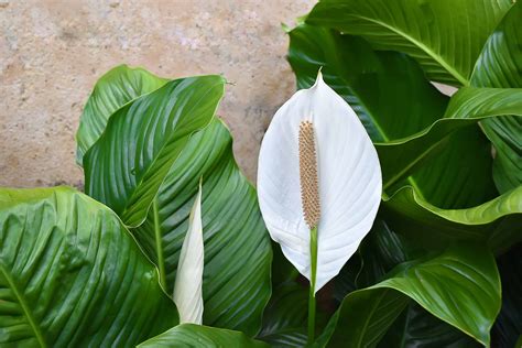 The Tranquil Peace Lily - Plantscapers