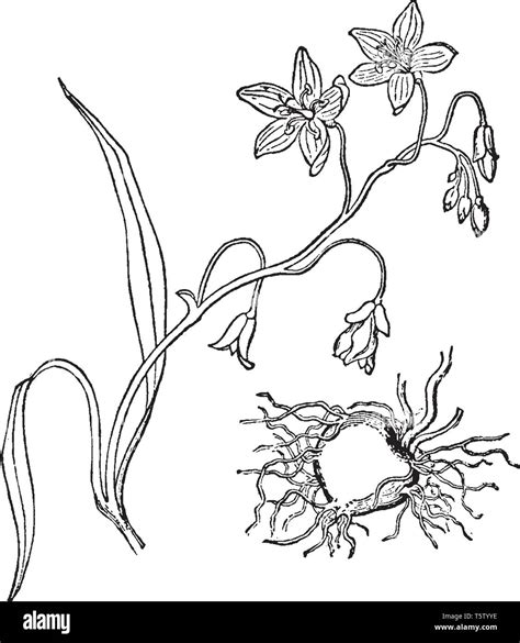 Spring Beauty Wildflower Drawing