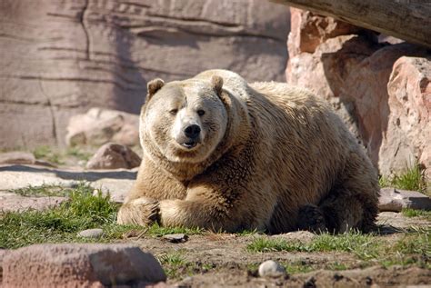 Bear Country, USA - Black Hills, South Dakota | South dakota travel ...