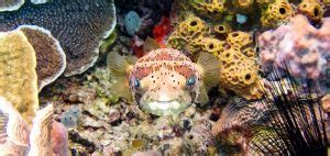 Image result for Sound Library Web