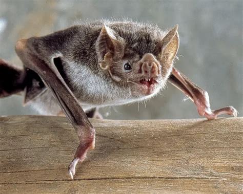 Image result for Common Vampire Bat